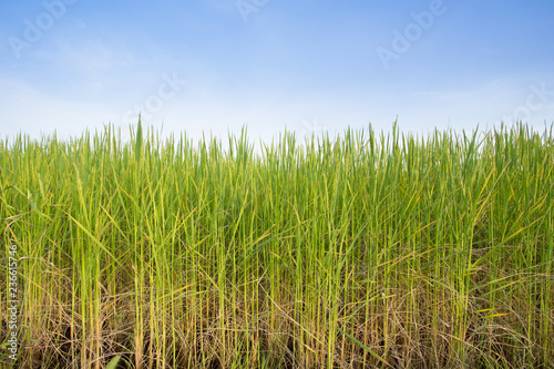 rice field with blue sky in thailand