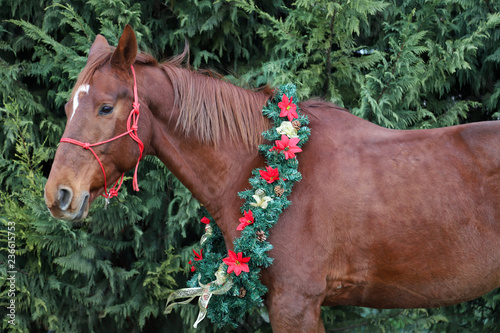 Portrait of a horse wearing beautiful Christmas garland decorations photo