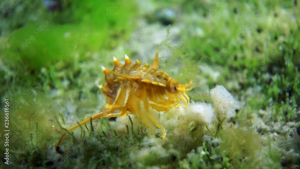 Bright yellow crustacean crayfish shrimp in underwater fauna of Baikal. Bright yellow crustacean crayfish shrimp in underwater fauna of Baikal.