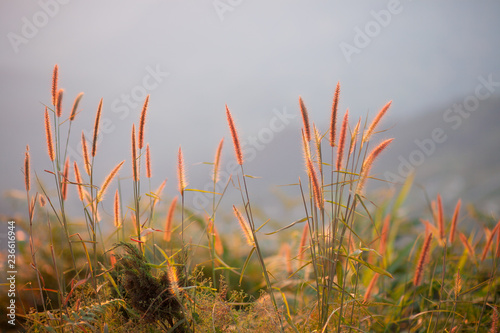 Pennisetum Setaceum grass flower on the moutain in the morning. photo