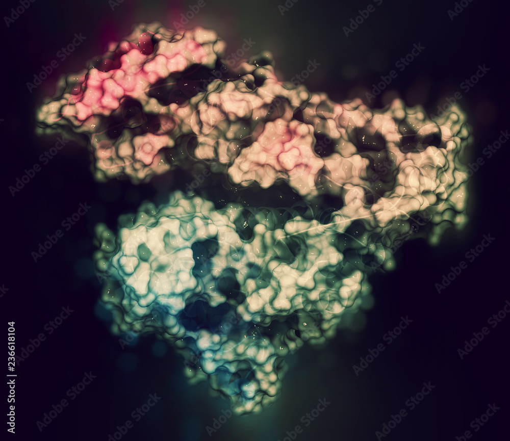 Human serum albumin (HSA) protein.  Most abundant protein in human blood plasma. 3D rendering based on protein data bank entry 2bxf.
