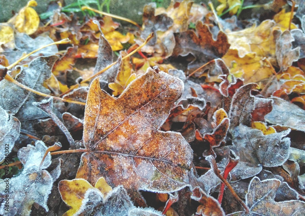 Frozen autumn leaves