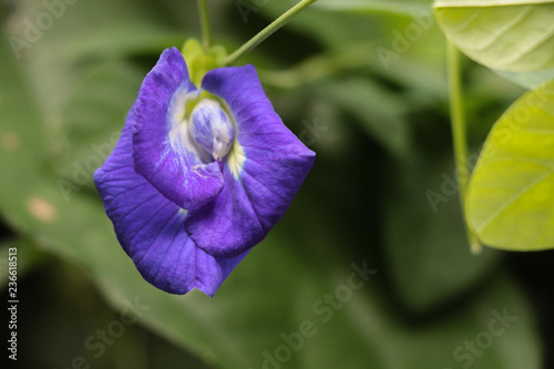 Butterfly pea at garden