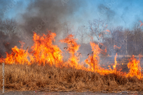 A strong fire spreads in gusts of wind through dry grass © Aleksei