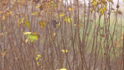 Bushes of black currant in the fall. Autumn garden is shrouded in mist. Faded currants leaves on the bush in the gloomy autumn morning