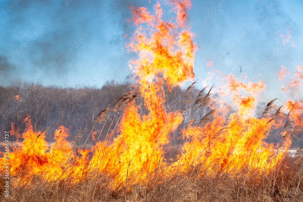 Fototapeta premium A strong fire spreads in gusts of wind through dry grass