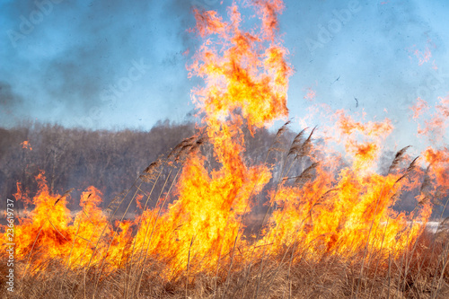 A strong fire spreads in gusts of wind through dry grass