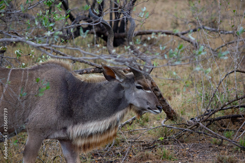 Kudu