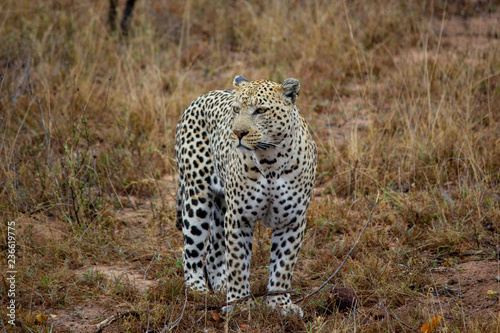 Leopard stehend