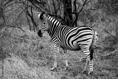 Zebra schwaz wei  