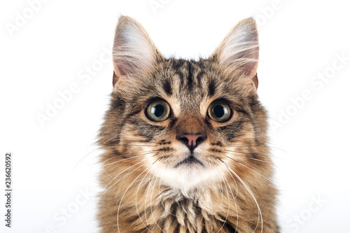 Pretty cat mixed breed on white background
