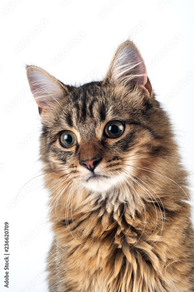 Obraz premium Pretty cat mixed breed on white background