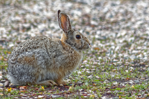 Cottontail Bunny