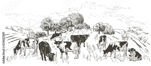 landscape with flock of cows, calves, field