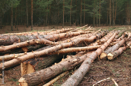 Environment, nature and deforestation forest - felling of trees