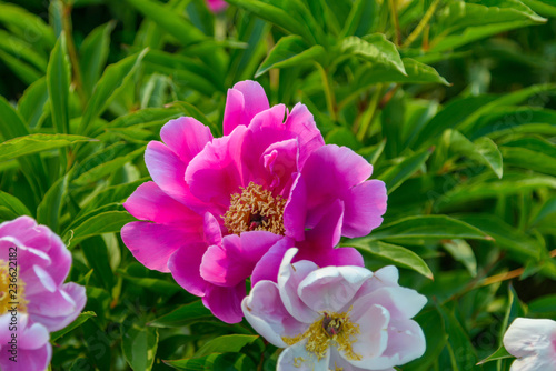 Close up of pink peony flowers with green leaves