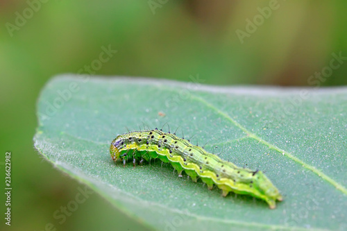 green insects on the leaf