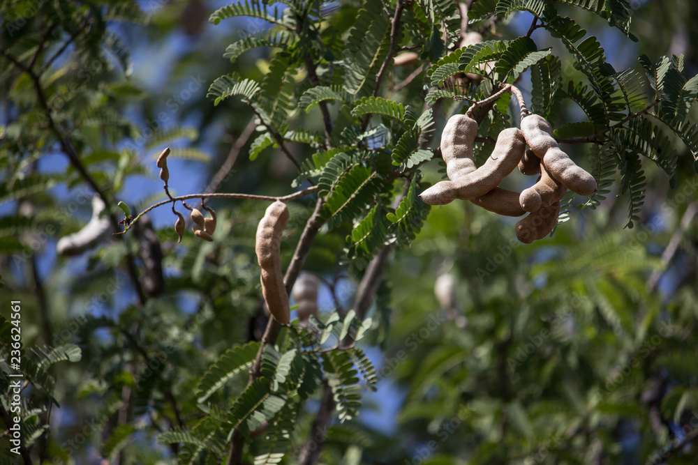  brown tamarine fruit on tree with small flower