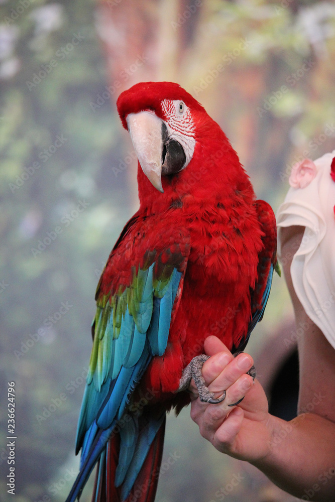 The scarlet macaw (Ara macao) in large red, yellow, and blue Central and South American parrot, resting on the hand of his mistress. It is native to tropical and Central America. 