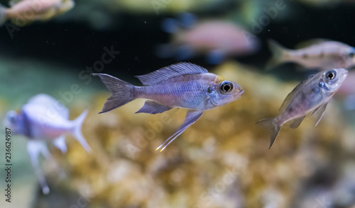 silver juvenile cichlid fish, a tropical aquarium pet. photo