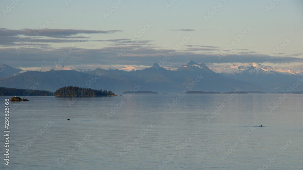 Humpback Whales in Alaska's Inside Passage in late afternoon light with snow-capped mountains in the background.