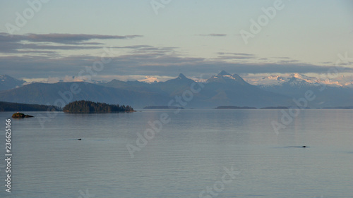 Humpback Whales in Alaska's Inside Passage in late afternoon light with snow-capped mountains in the background.