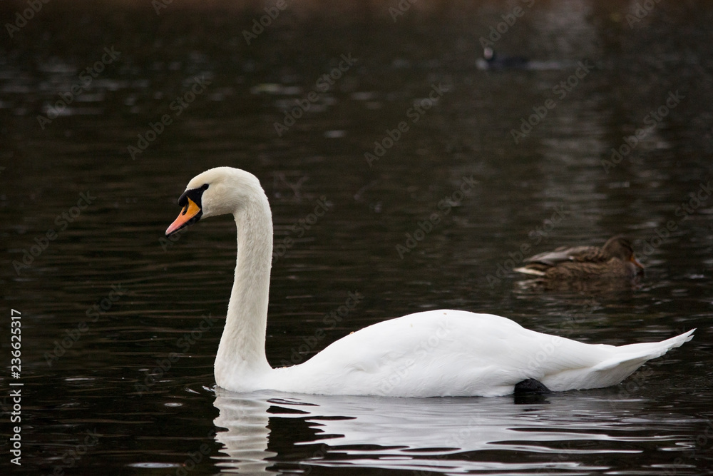 White wild swan flew to White Lake in Gatchina Park in the fall. Russia White wild swan flew to White Lake in Gatchina Park in the fall. Russia