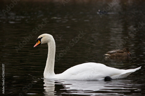 White wild swan flew to White Lake in Gatchina Park in the fall. Russia