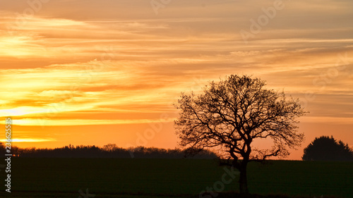 Sunset in the Field