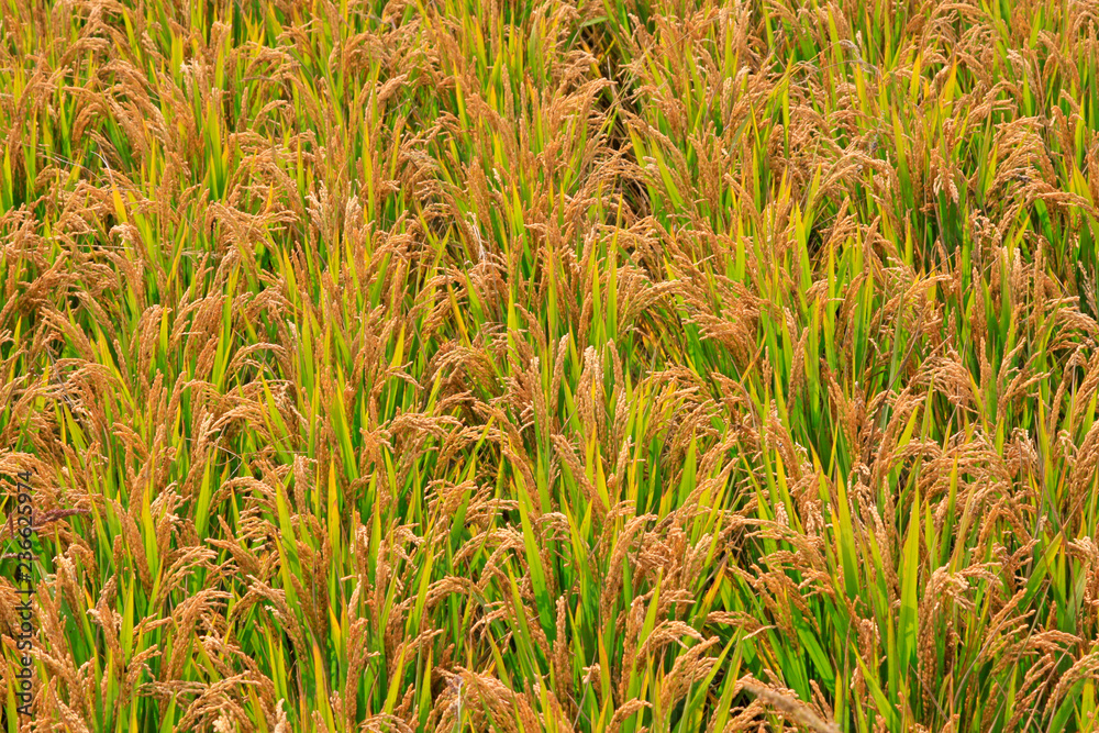 Fototapeta premium Mature rice