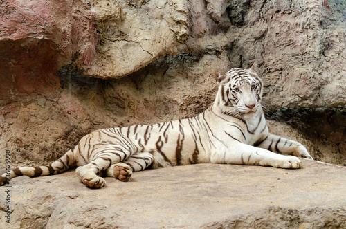 White Bengal Tiger resting on rock