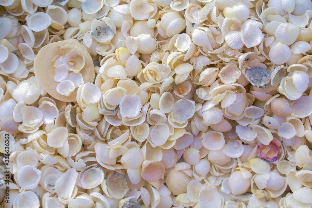 Natural background of small white seashells, Shell Beach, Western Australia Natural background of small white seashells, Shell Beach, Western Australia