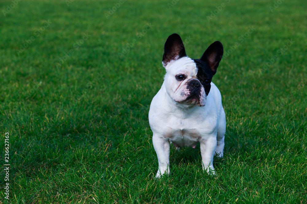 Dog breed French Bulldog