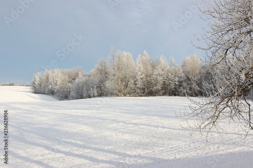 Деревья в снегу, зима , снег, лес зимой