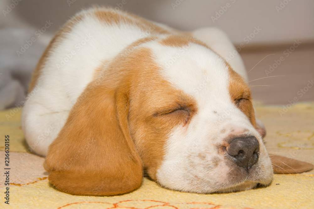 Beautifully beagle puppy under the Christmas tree