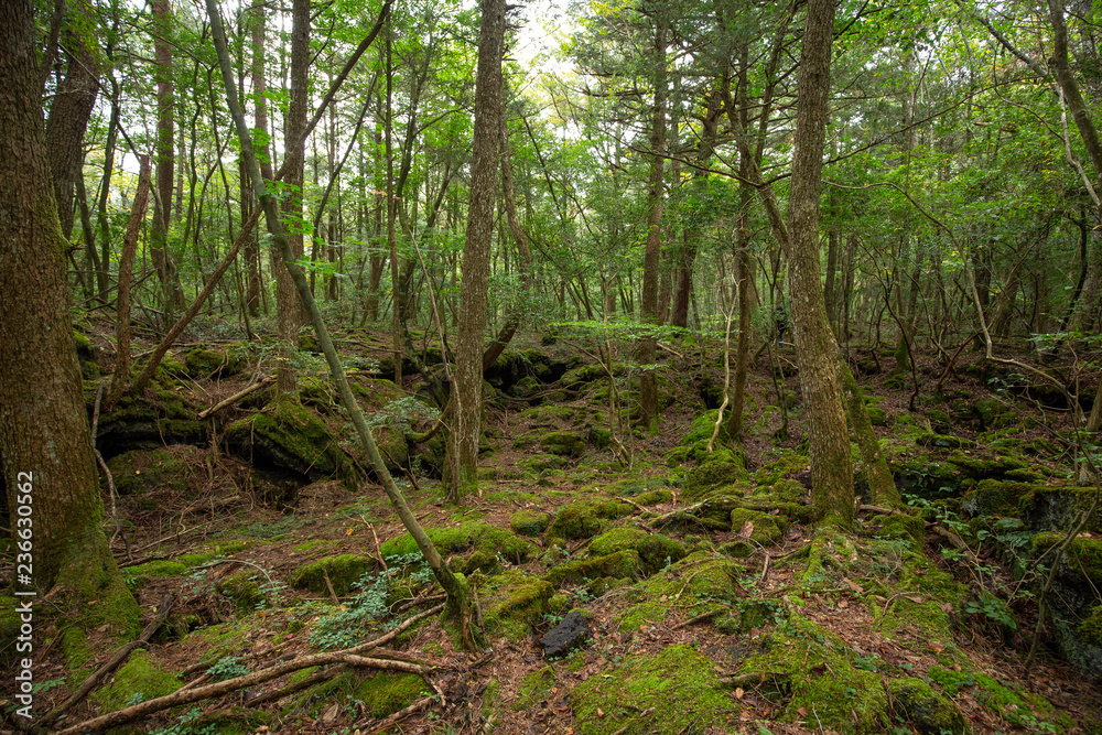 Obraz premium jukai is the sea of tree in japan