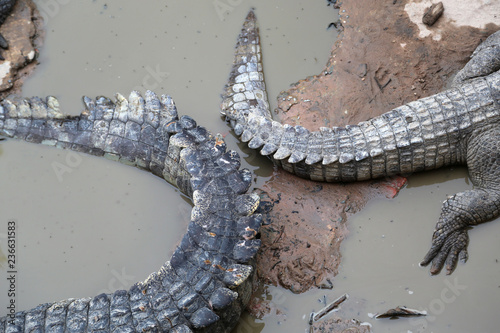 Big crocodiles lying on ground photo
