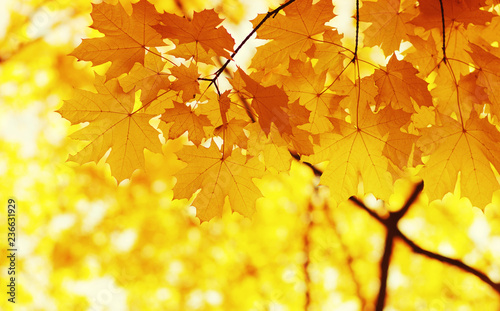  Autumn leaves on blurred nature background.