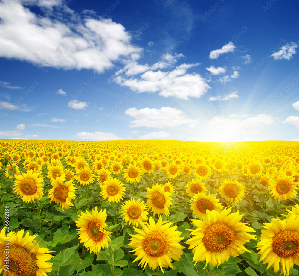 Fototapeta premium field of sunflowers
