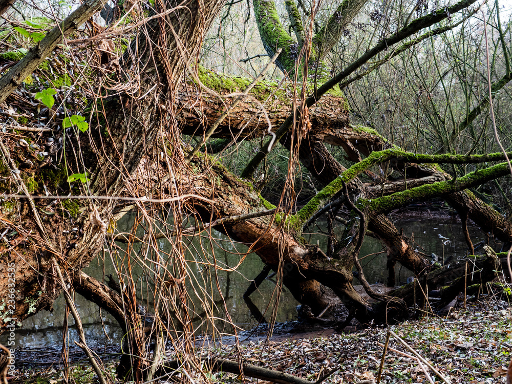 Naklejka premium umgestürzte Eiche