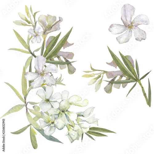 Wedding set of rhododendron white spring flower