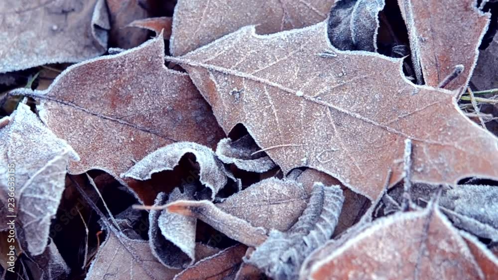 Lot of old dried withered leaves covered with white frost lies on the ground frosty cold day. Winter nature scene. Autumn and winte background.