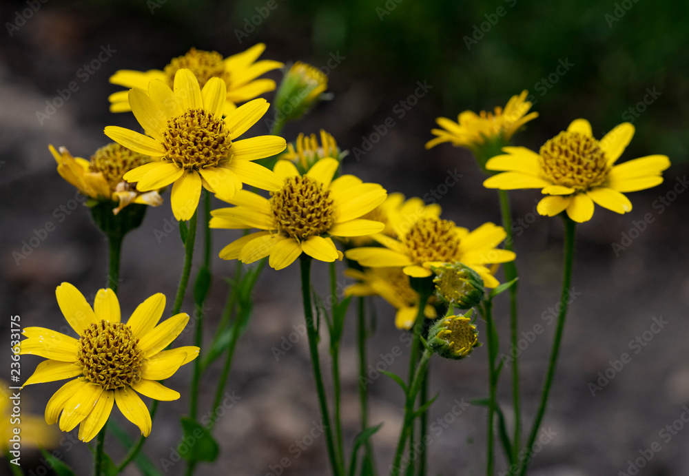 Close view of yellow Arnica (Arnica Montana) herb blossoms.Note: Shallow depth of field Close view of yellow Arnica (Arnica Montana) herb blossoms.Note: Shallow depth of field