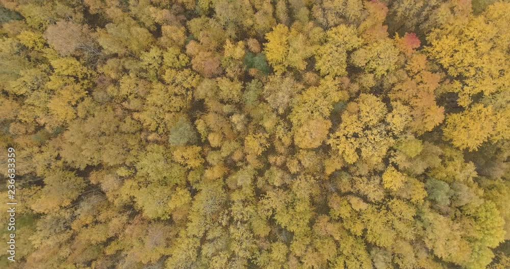 Aerial top view spin shot over yellow golden birch forest in autumn Aerial top view spin shot over yellow golden birch forest in autumn