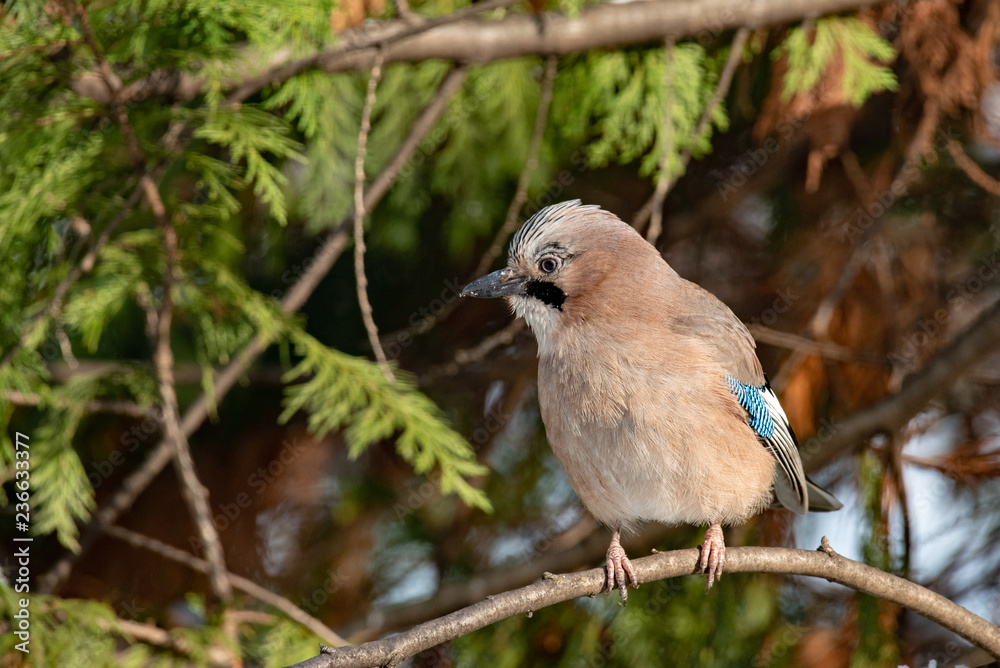 Eurasian jay, Garrulus glandarius, sitting on a branch in nature. Eurasian jay, Garrulus glandarius, sitting on a branch in nature.