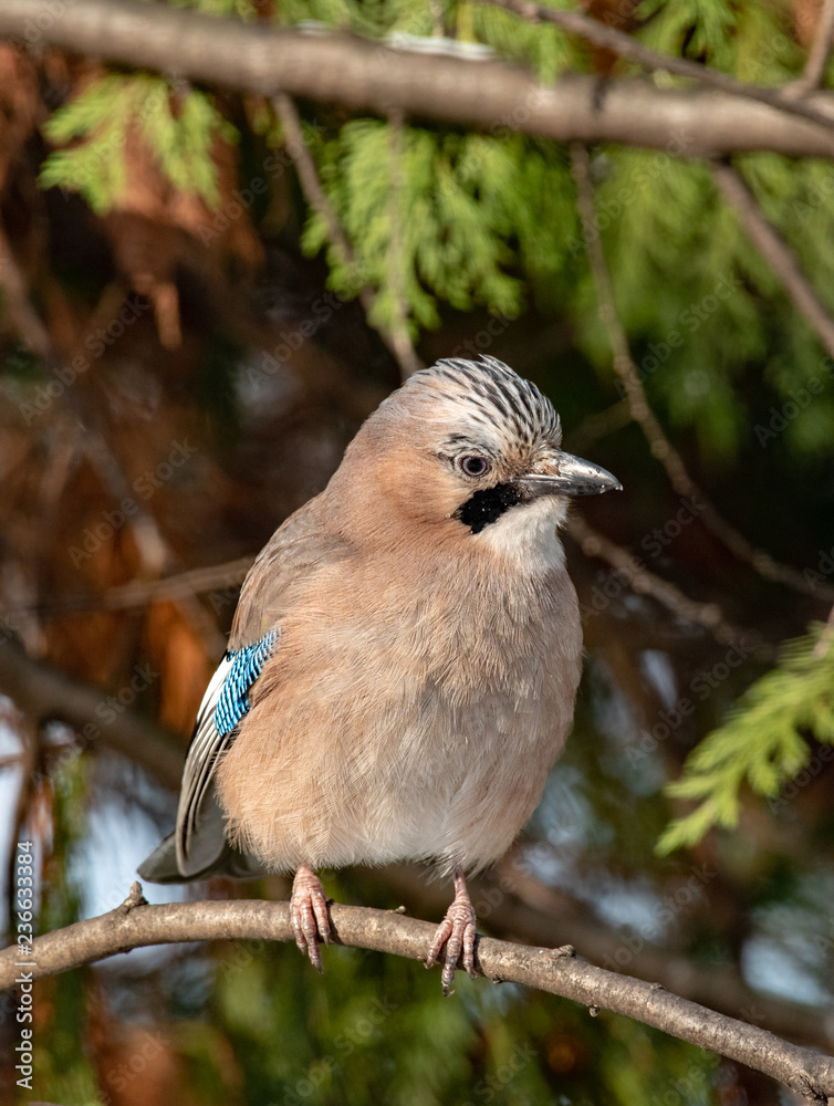 Eurasian jay, Garrulus glandarius, sitting on a branch in nature. Eurasian jay, Garrulus glandarius, sitting on a branch in nature.