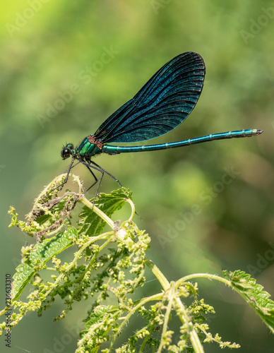 Beautiful Banded Demoiselle( Calopteryx splendens) belonging to the family Calopterygidae