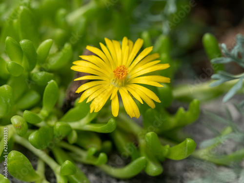 Close up photo of  Aizoaceae, Delosperma nubigenum, Tetragonia expansa photo