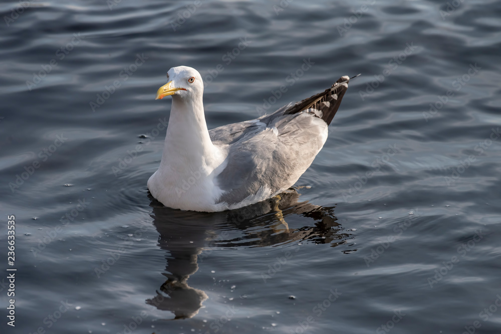 Detailed portrait of Yellow-legged gull (larus michahellis) Detailed portrait of Yellow-legged gull (larus michahellis)