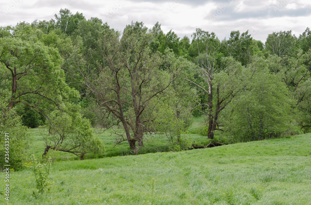 rural landscape